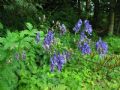 Aconitum variegatum